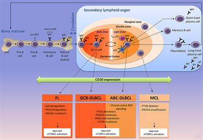 Frontiers Metabolic Reprogramming of Non Hodgkin s B Cell